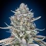 Blue Dream Fast V Feminized Marijuana Strain by OO Seeds For Sale Online at Cannabis Seeds Outlet