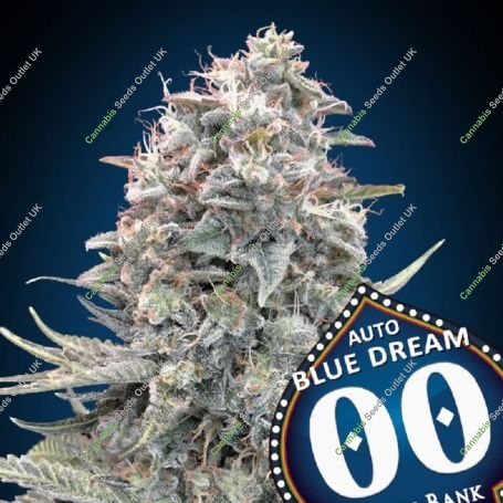 Blue Dream Auto Feminized Marijuana Strain by OO Seeds For Sale Online at Cannabis Seeds Outlet