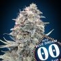 Blue Dream Auto Feminized Marijuana Strain by OO Seeds For Sale Online at Cannabis Seeds Outlet