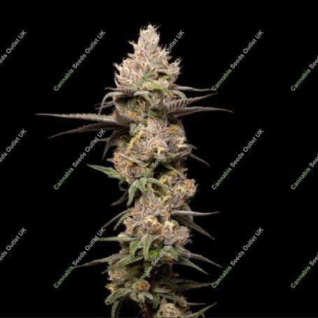 Zookies Triploid Feminized Marijuana Strain by Cali Weed For Sale Online at Cannabis Seeds Outlet