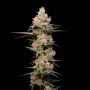 Zookies Triploid Feminized Marijuana Strain by Cali Weed For Sale Online at Cannabis Seeds Outlet