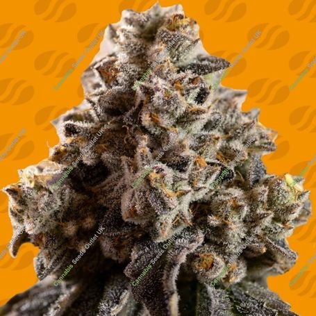 Alien Moonrocks Marijuana Strain by Original Sensible Seeds For Sale Online at Cannabis Seeds Outlet
