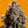 Alien Moonrocks Marijuana Strain by Original Sensible Seeds For Sale Online at Cannabis Seeds Outlet