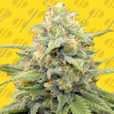 Apple Fritters Auto Feminized Marijuana Strain by Original Sensible Seeds For Sale Online at Cannabis Seeds Outlet