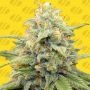 Apple Fritters Auto Feminized Marijuana Strain by Original Sensible Seeds For Sale Online at Cannabis Seeds Outlet