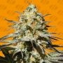 black Orchid Feminized Marijuana Strain by Original Sensible Seeds For Sale Online at Cannabis Seeds Outlet