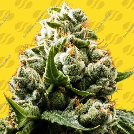 Do Si Dos Auto Marijuana Strain by Original Sensible Seeds For Sale Online at Cannabis Seeds Outlet