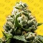 Do Si Dos Auto Marijuana Strain by Original Sensible Seeds For Sale Online at Cannabis Seeds Outlet