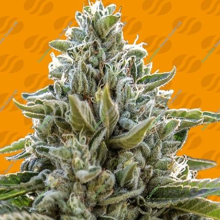 Frosted Guava Marijuana Strain by Original Sensible Seeds For Sale Online at Cannabis Seeds Outlet