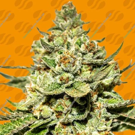 Jungle Lava Feminized Marijuana Strain by Original Sensible Seeds For Sale Online at Cannabis Seeds Outlet