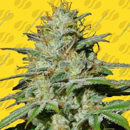 Jungle Lava Auto Feminized Marijuana Strain by Original Sensible Seeds For Sale Online at Cannabis Seeds Outlet