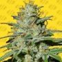 Jungle Lava Auto Feminized Marijuana Strain by Original Sensible Seeds For Sale Online at Cannabis Seeds Outlet