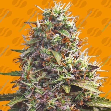 Pellezino Cookies Feminized Marijuana Strain by Original Sensible Seeds For Sale Online at Cannabis Seeds Outlet