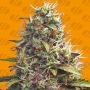 Pellezino Cookies Feminized Marijuana Strain by Original Sensible Seeds For Sale Online at Cannabis Seeds Outlet