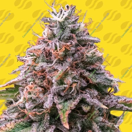 Strawberry Pie Auto Feminized Marijuana Strain by Original Sensible Seeds For Sale Online at Cannabis Seeds Outlet