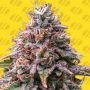 Strawberry Pie Auto Feminized Marijuana Strain by Original Sensible Seeds For Sale Online at Cannabis Seeds Outlet