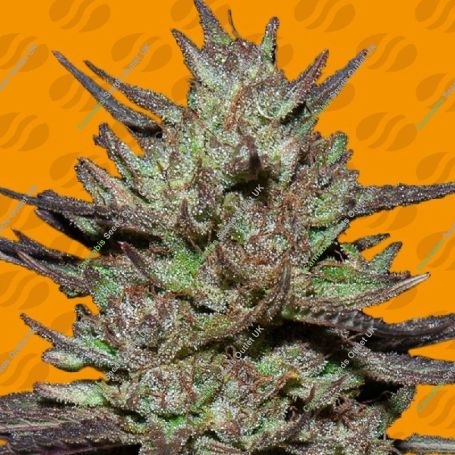 Pink Rozay Feminized Marijuana Strain by Original Sensible Seeds For Sale Online at Cannabis Seeds Outlet