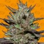 Pink Rozay Feminized Marijuana Strain by Original Sensible Seeds For Sale Online at Cannabis Seeds Outlet