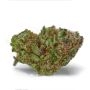 Original Sensible Seeds Jungle Lava Auto Smoke Buds Weed Ganja Skunk Dope Pot Images Pics Nuggets
