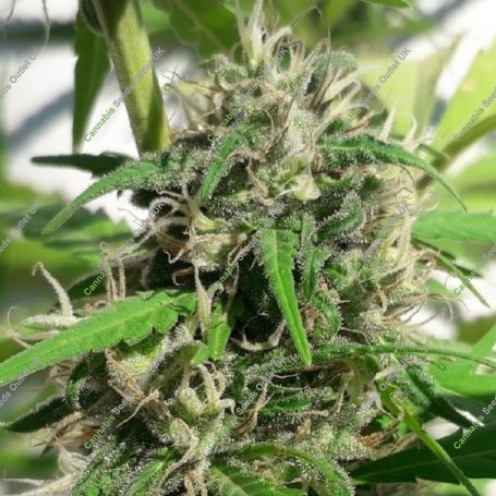 New Caledonia Regular Marijuana Strain by Ace Seeds For Sale Online at Cannabis Seeds Outlet
