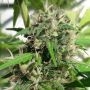 New Caledonia Regular Marijuana Strain by Ace Seeds For Sale Online at Cannabis Seeds Outlet