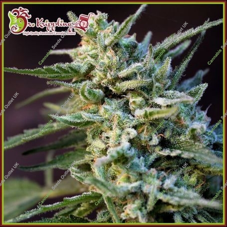ApeZkit Auto Feminized Marijuana Strain by Dr Krippling For Sale Online at Cannabis Seeds Outlet