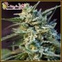 ApeZkit Auto Feminized Marijuana Strain by Dr Krippling For Sale Online at Cannabis Seeds Outlet