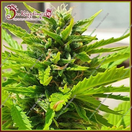Banana Kick Auto Feminized Marijuana Strain by Dr Krippling For Sale Online at Cannabis Seeds Outlet