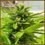 Banana Kick Auto Feminized Marijuana Strain by Dr Krippling For Sale Online at Cannabis Seeds Outlet