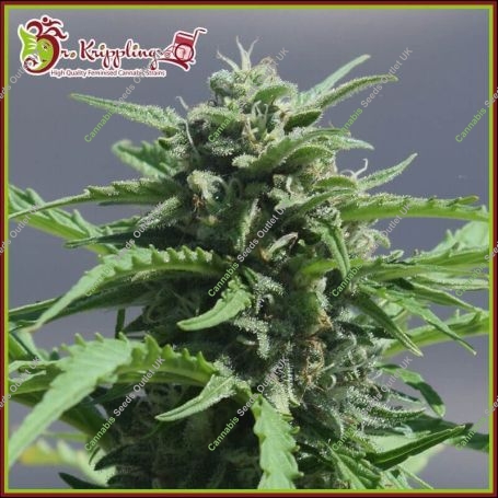 Banana Rapids Feminized Marijuana Strain by Dr Krippling For Sale Online at Cannabis Seeds Outlet