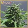 Banana Rapids Feminized Marijuana Strain by Dr Krippling For Sale Online at Cannabis Seeds Outlet