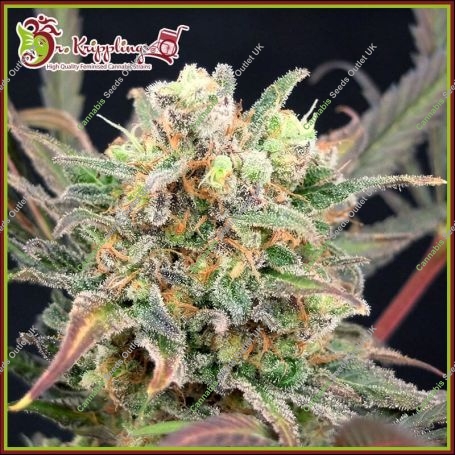 Boggleberry XXL Auto Feminized Marijuana Strain by Dr Krippling For Sale Online at Cannabis Seeds Outlet