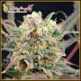 Boggleberry XXL Auto Feminized Marijuana Strain by Dr Krippling For Sale Online at Cannabis Seeds Outlet