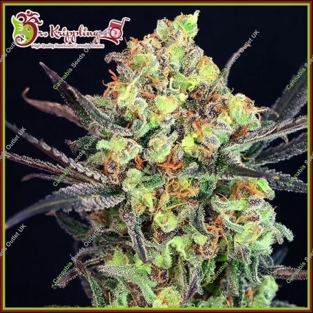 BreakNeck Larry Feminized Marijuana Strain by Dr Krippling For Sale Online at Cannabis Seeds Outlet