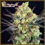 BreakNeck Larry Feminized Marijuana Strain by Dr Krippling For Sale Online at Cannabis Seeds Outlet