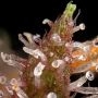 Chocberry CBD Feminized by Dr Krippling THC Content Potency Strength CBD Height Yield Flowering Time Indica Sativa Genetics