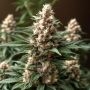 Chocberry CBD Feminized Marijuana Strain by Dr Krippling For Sale Online at Cannabis Seeds Outlet