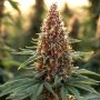 Chocberry CBD Auto Feminized Marijuana Strain by Dr Krippling For Sale Online at Cannabis Seeds Outlet