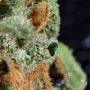 QOrange CBD Feminized by Dr Krippling THC Content Potency Strength CBD Height Yield Flowering Time Indica Sativa Genetics