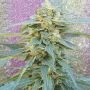 QOrange CBD Feminized Marijuana Strain by Dr Krippling For Sale Online at Cannabis Seeds Outlet