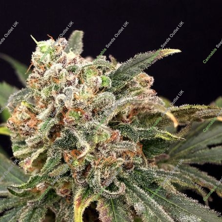 Mint Glac Feminized Marijuana Strain by Dr Krippling For Sale Online at Cannabis Seeds Outlet