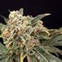 Mint Glac Feminized Marijuana Strain by Dr Krippling For Sale Online at Cannabis Seeds Outlet
