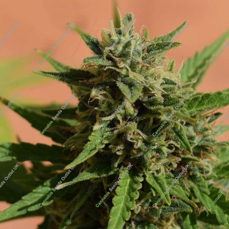 Mint Glac XXL Auto Feminized Marijuana Strain by Dr Krippling For Sale Online at Cannabis Seeds Outlet