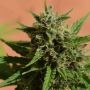 Mint Glac XXL Auto Feminized Marijuana Strain by Dr Krippling For Sale Online at Cannabis Seeds Outlet