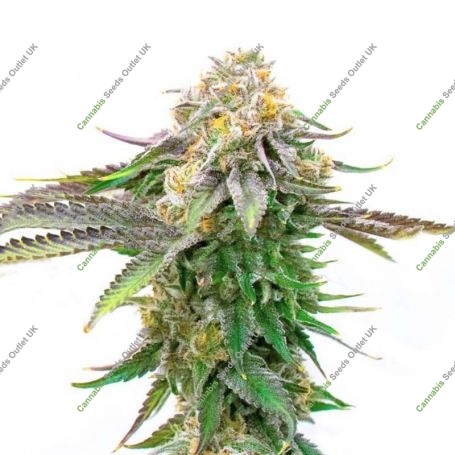 Critical Gorilla Auto Feminized Marijuana Strain by Our Own Weed Breeders For Sale Online at Cannabis Seeds Outlet
