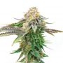Critical Gorilla Auto Feminized Marijuana Strain by Our Own Weed Breeders For Sale Online at Cannabis Seeds Outlet
