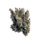 Dr Krippling Zesty Zkittlez Auto Smoke Buds Weed Ganja Skunk Dope Pot Images Pics Nuggets