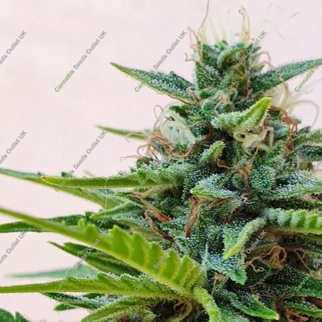 Zesty Zkittlez Auto Feminized Marijuana Strain by Dr Krippling For Sale Online at Cannabis Seeds Outlet