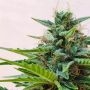Zesty Zkittlez Auto Feminized Marijuana Strain by Dr Krippling For Sale Online at Cannabis Seeds Outlet