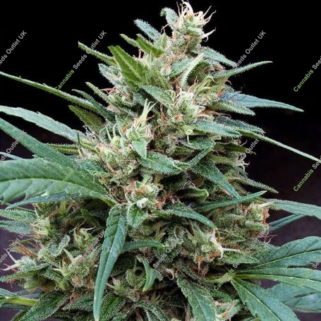 Bucks Fizz Auto Feminized Marijuana Strain by Dr Krippling For Sale Online at Cannabis Seeds Outlet